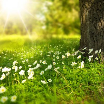 Entreprise engagée dans le respect de l’environnement